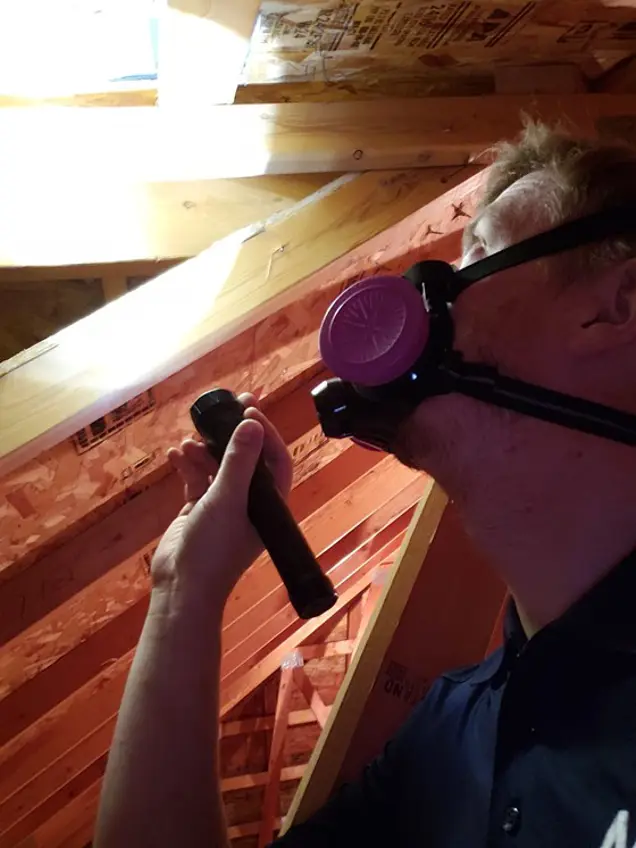 A person in an attic wearing a respirator mask conducts an inspection, shining a flashlight towards the ceiling. Wooden beams and insulation materials are visible in the background.