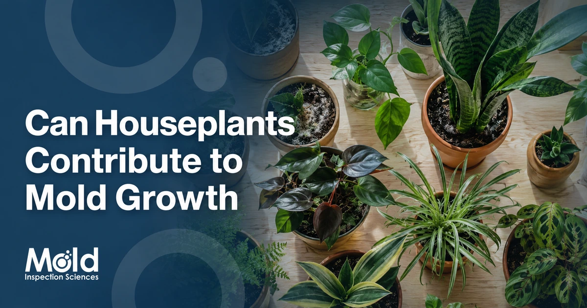 Can Houseplants Contribute to Mold Growth