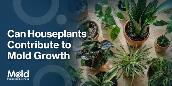 Several houseplants in pots sit on a wooden surface. Text on a blue overlay reads, Can Houseplants Contribute to Mold Growth? Trust Mold Inspection Sciences for expert assessment and investigation.