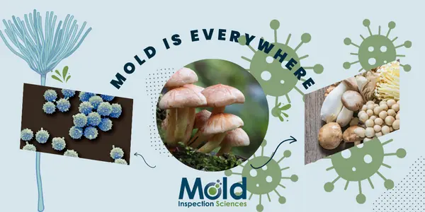 Collage featuring mold spores, mushrooms, and blue cheese against a light background. Text reads, We live, eat and breathe mold. Mold Inspection Sciences logo is at the bottom, emphasizing their expertise in testing and assessment.
