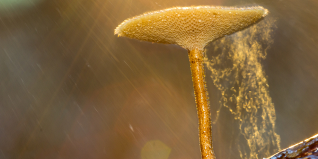 Close-up of a brown mushroom with a textured cap, standing on a thin stem. Soft, golden light creates a misty effect around it, giving a warm and serene ambiance. The background is blurred, enhancing the focus—as if under inspection—on this natural marvel.