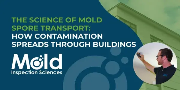 The Science of Mold Spore Transport