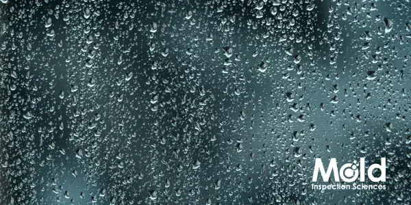 Heavy January 2010 rains in California causing mold problems