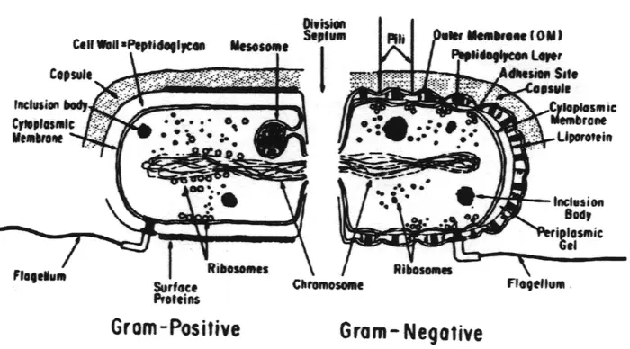 Diagram comparing Gram-positive and Gram-negative bacterial cells, highlighting structural differences like cell walls, membranes, and features such as capsules, ribosomes, and flagella. Key labels include peptidoglycan layers, pili, and outer membrane—an essential tool for microbial investigation.