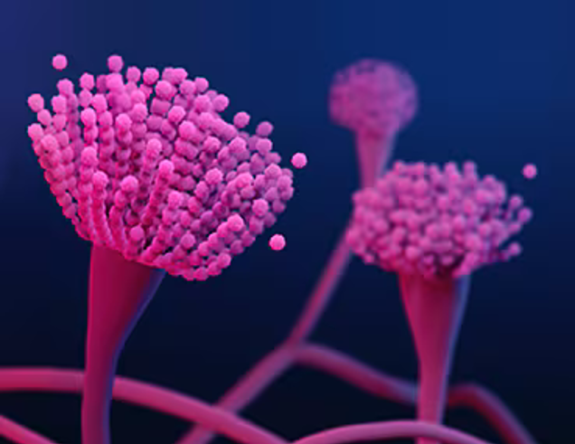 Illustration of pink, branching fungal spores resembling elongated mushroom caps against a dark blue background. The image, ideal for scientific investigation, focuses on the intricate detail of the spore surfaces.