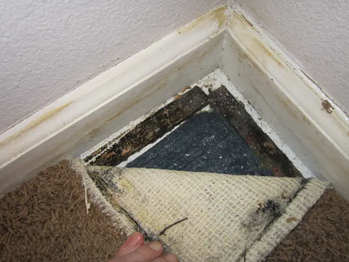 A hand lifts a corner of beige carpet in a room, revealing significant mold growth on the black underlayer and white wall baseboards. The corner appears damp and discolored, prompting further inspection to assess the extent of damage lurking beneath the surface.