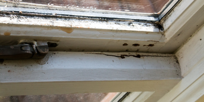 Close-up of a window frame, ripe for an inspection: visible mold and water damage mar the surface, with chipped paint and dark mold spots near corner joints. The glass appears slightly foggy, suggesting moisture buildup that warrants further assessment.