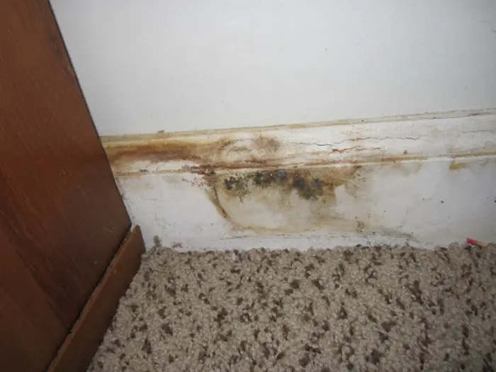 Water damage and mold on a white wall and baseboard, with brown stains and black mold spots. Located at the bottom corner where the wall meets the beige carpet, an inspection might reveal more issues. A wooden furniture piece is partially visible on the left.