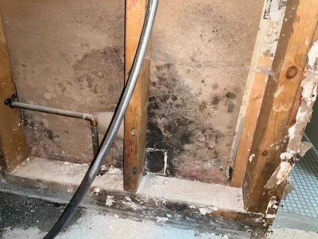 An exposed interior wall reveals black mold and mildew on wooden studs and a pipe. The deteriorating plaster exposes structural elements while the floor is littered with dust and debris, indicating ongoing mold assessment or inspection efforts are underway.