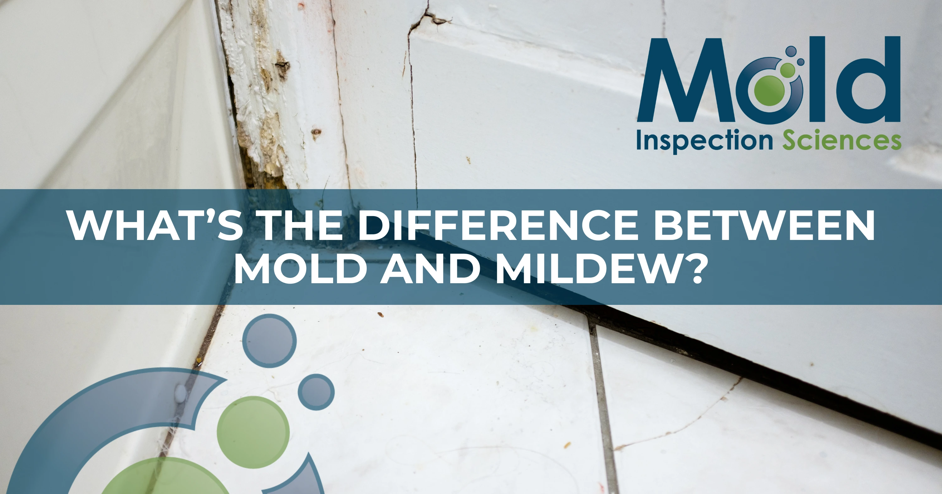 What is the Difference Between Mold and Mildew?