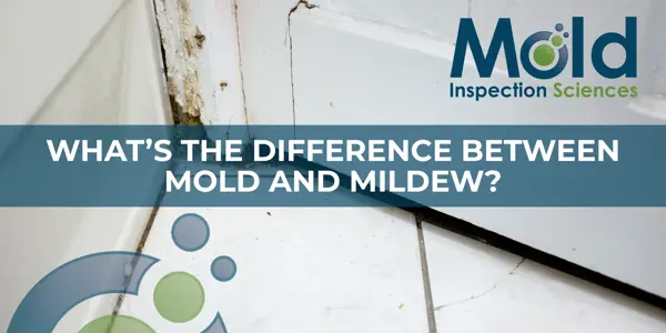 Close-up of mold growth in the corner of a white tiled bathroom with the text “WHAT’S THE DIFFERENCE BETWEEN MOLD AND MILDEW?” featuring Mold Inspection Sciences and highlighting the importance of testing at the top right.