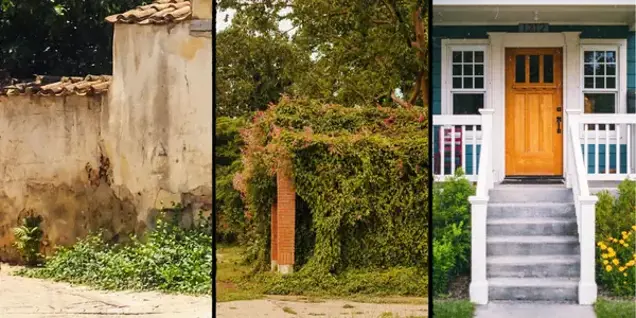 Three scenes: a weathered stucco wall with greenery at its base, a brick structure overgrown with dense vines, and the front steps and porch—ideal spots for mold inspection or sampling to ensure your home stays safe and healthy.
