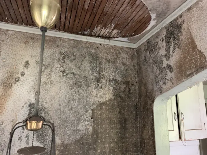 The image depicts a room undergoing inspection, revealing severe mold damage on the walls and ceiling. Peeling wallpaper exposes extensive black mold growth. A lamp with an old-fashioned gold shade hangs from the cracked, water-damaged wooden ceiling.