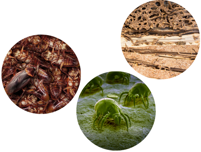 Top image reveals a close-up of termite-damaged wood, ideal for inspection. Bottom left captures a cluster of cockroaches, while the bottom right offers a magnified view of dust mites on a green textured surface, perfect for thorough assessment.