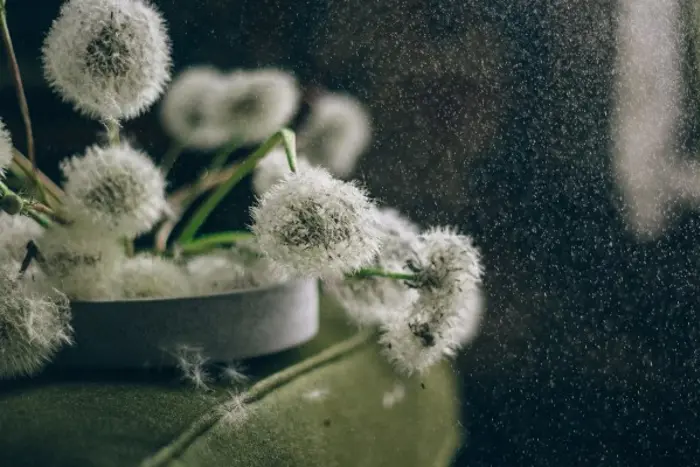 Close-up of dandelion seed heads in a bowl, with some seeds floating in the air. Soft lighting enhances the delicate texture of the fluffy white heads, resembling an investigation into nature's intricate designs, set against a dark, blurred background.
