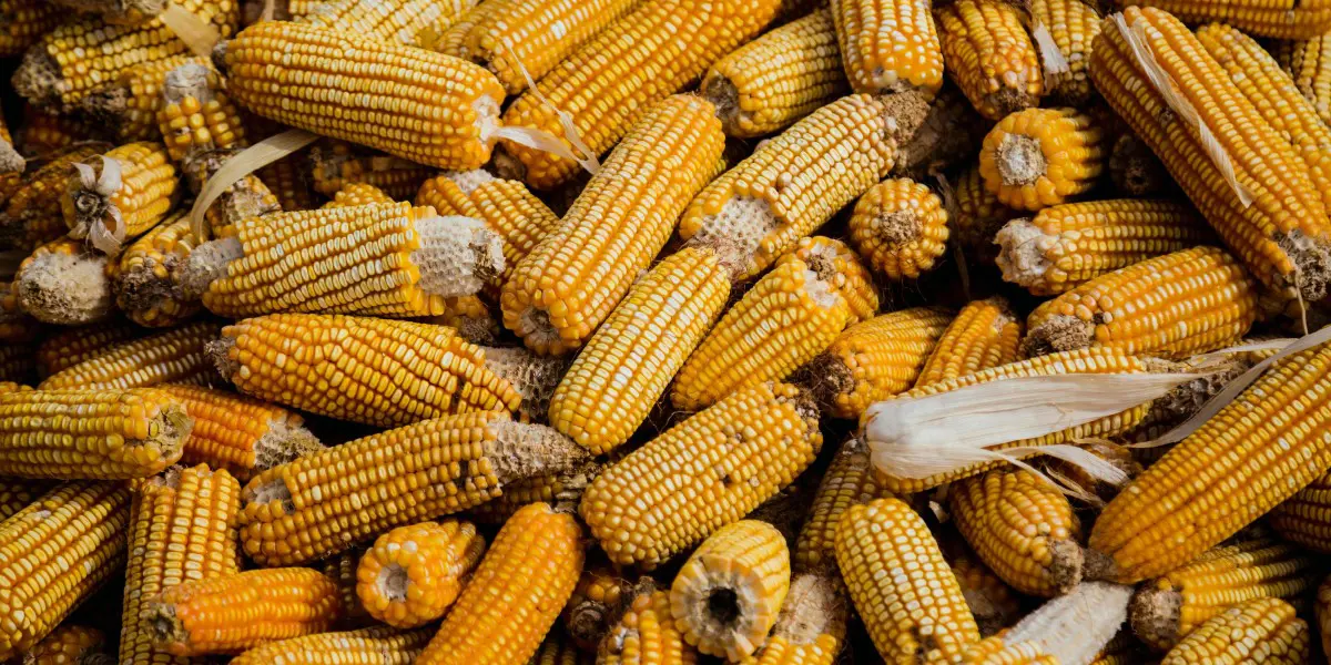 A pile of dried corn cobs with yellow kernels and husks partially removed awaits testing. The corn cobs vary in size and texture, creating a natural and rustic appearance.