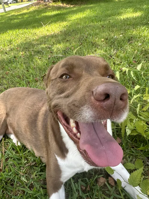 A happy brown and white dog with its mouth open and tongue out lies on green grass, basking in the sunlight, as if conducting a joyful inspection of its serene surroundings.