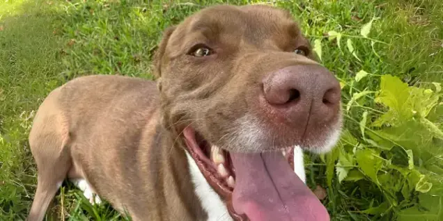 A happy brown and white dog with its mouth open and tongue out lies on green grass, basking in the sunlight, as if conducting a joyful inspection of its serene surroundings.