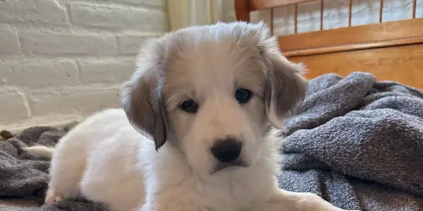 A fluffy white and gray puppy with floppy ears lies on a gray blanket on a bed, looking at the camera. Sunlight streams through a nearby window, highlighting the cozy room—fresh and clean after recent mold testing.