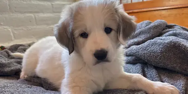 A fluffy white and gray puppy with floppy ears lies on a gray blanket on a bed, looking at the camera. Sunlight streams through a nearby window, highlighting the cozy room—fresh and clean after recent mold testing.
