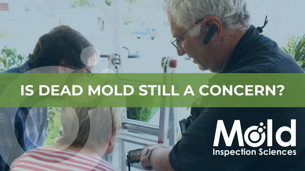 Is Dead Mold Still a Concern?