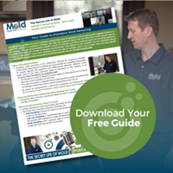 Man in blue shirt stands beside a flyer titled Your Guide to Standard Mold Sampling with images and text. A green circular overlay urges, Download Your Free Inspection Guide.