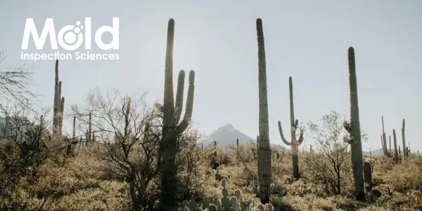A desert landscape with tall cacti under a clear sky. A mountain is visible in the background, evoking a quiet sense of investigation. The words Mold Inspection Sciences are written in the top left corner.