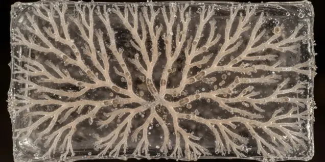 A network of branching, tree-like white patterns spreads across a transparent rectangular surface, resembling veins or roots from mold growth, with small bubbles dispersed throughout the clear material.