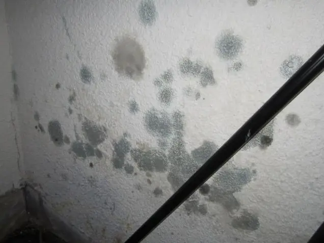 A close-up of a wall with numerous dark mold spots in varying sizes. A black diagonal line, possibly a railing, intersects the image from bottom right to top left. The texture of the wall is rough, suggesting the need for an inspection to assess potential surface damage.