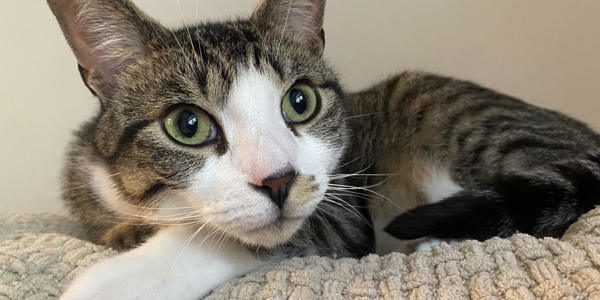 A close-up of a tabby cat with green eyes, lying on a textured beige blanket, looking intently to the left as if in inspection. The cat's front paws are folded, its ears perked up. The background is a neutral-colored wall.