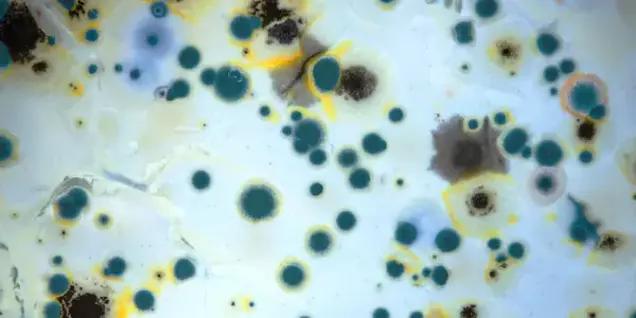 A close-up of mold growth showing clusters of blue, green, yellow, and black circular spots and patches on a white surface, creating a mottled, organic pattern suitable for investigation or sampling.