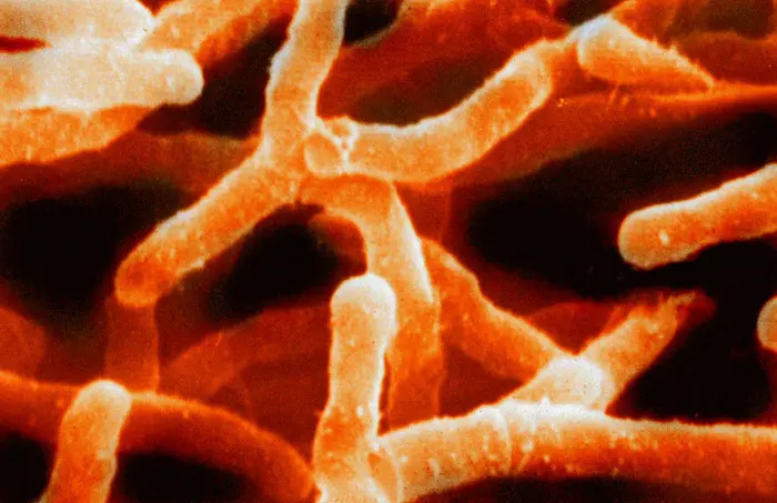 Close-up inspection of Streptomyces bacteria under a microscope reveals branching, filamentous structures in shades of orange against a dark background.