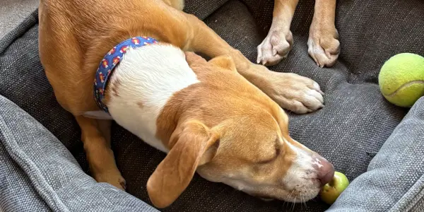 A tan and white dog is sleeping in a gray pet bed, surrounded by tennis balls, after a long day of playful sampling and testing its favorite toys.