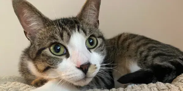 A tabby cat with green eyes and white paws is lying on a textured beige blanket, conducting its own investigation as it looks curiously to the side.