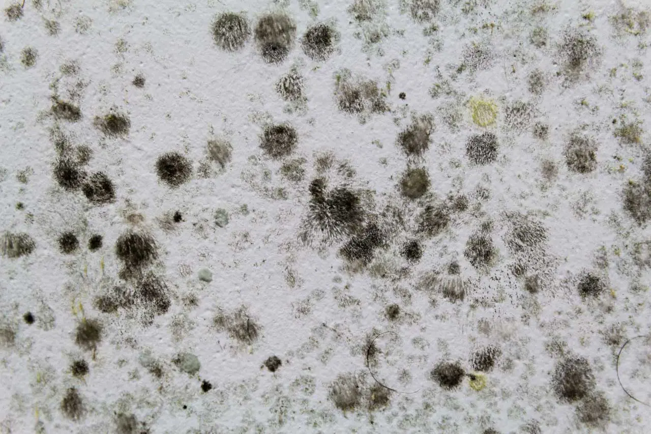 Close-up of a white wall with scattered black and gray mold spots, varying in size and shape, creating a speckled pattern across the surface, inviting a closer inspection.