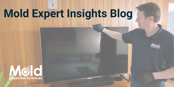 Mold Expert Insights Blog