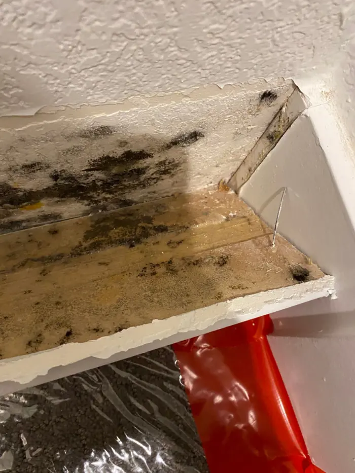 Close-up of a damaged ceiling corner with visible black mold and peeling paint. Nearby, a red plastic container holds debris, hinting at recent sampling efforts. A protective sheet covers the floor as the area undergoes investigation and repair.