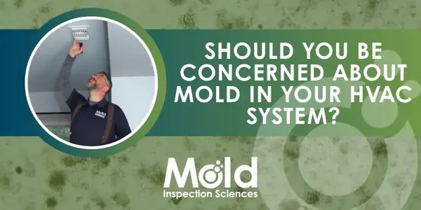 Should You Be Concerned About Mold in Your HVAC System?
