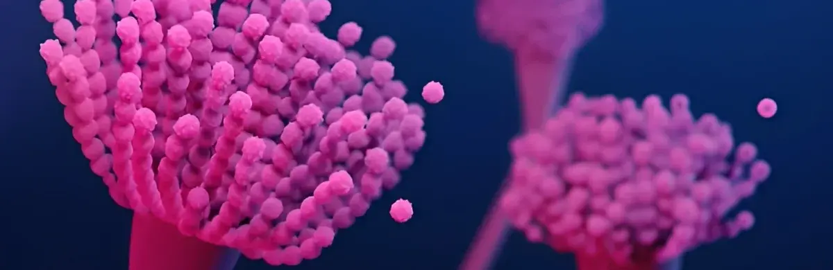 Close-up illustration of pink mold spores growing on stalks against a dark blue background, resembling microscopic fungi under inspection, with clusters of round spores at the tips of each structure.
