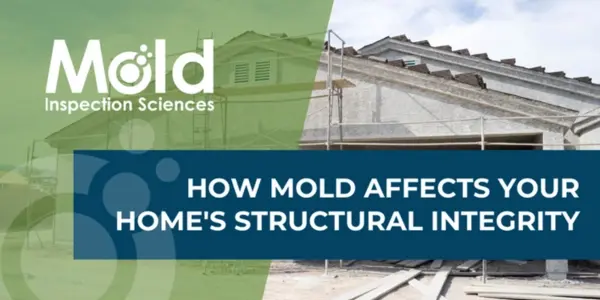 How Mold Affects Your Home's Structural Integrity