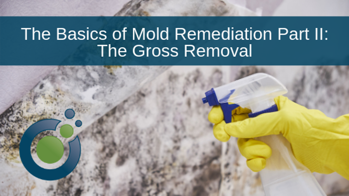 A gloved hand holding a spray bottle next to a moldy wall signifies the importance of proper inspection. Text overlay reads: The Basics of Mold Remediation Part II: The Gross Removal.