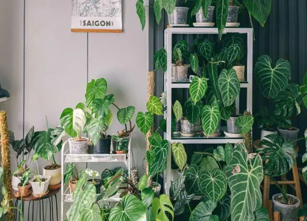 A variety of potted houseplants with large green leaves are arranged on white shelves and a wooden stool in a bright indoor space, creating an inviting spot for plant inspection. A wall map labeled Saigon hangs above the plants.