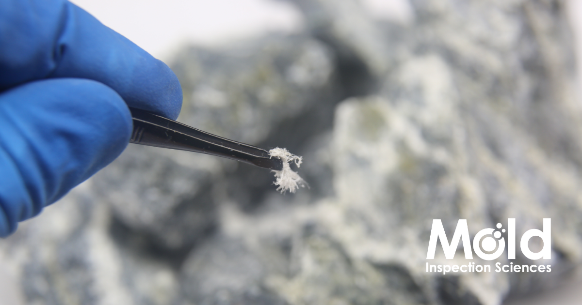 A gloved hand carefully holds a small piece of mold using tweezers, emphasizing the precision needed for accurate mold assessment. The background is blurred with more mold visible. The text Mold Inspection Sciences is displayed in the bottom right corner.