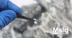 A gloved hand carefully holds a small piece of mold using tweezers, emphasizing the precision needed for accurate mold assessment. The background is blurred with more mold visible. The text Mold Inspection Sciences is displayed in the bottom right corner.