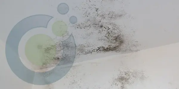 Black mold spots covering a white ceiling, especially along the edges and corners, indicate moisture damage and poor ventilation—consider professional mold inspection or testing to address the issue.