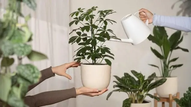 A person holds a potted plant while another conducts an assessment by watering it with a white can; other potted plants are visible in the background.
