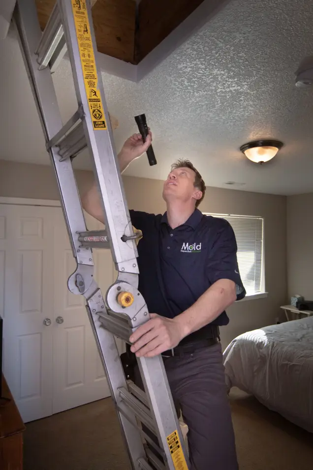 A person in a blue polo shirt and jeans is climbing a metal ladder inside a room, conducting an inspection. They are holding a flashlight to examine the ceiling near an attic opening. The room features a bed, a window, and a closed door.