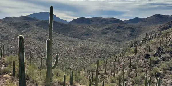 A desert landscape with tall saguaro cacti scattered across rocky, rolling hills under a bright blue sky, perfect for an investigation or sampling of unique plant life. Distant mountains rise beyond the scattered white clouds.