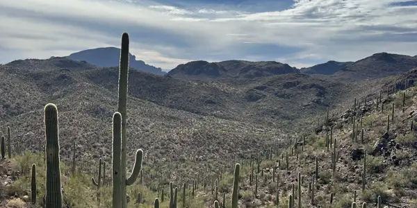 A desert landscape with tall saguaro cacti scattered across rocky, rolling hills under a bright blue sky, perfect for an investigation or sampling of unique plant life. Distant mountains rise beyond the scattered white clouds.