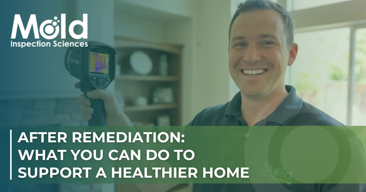 After Mold Remediation: What Homeowners Should Do Next